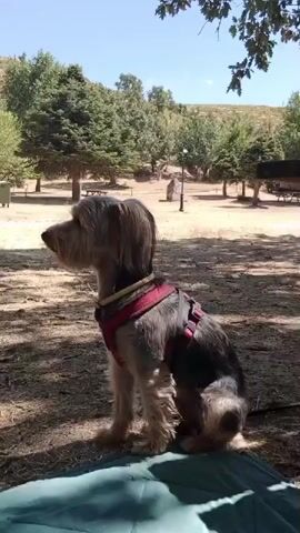 The video is a close-up, medium shot of a small, scruffy dog with brown and black fur sitting outdoors. The dog is wearing a red harness and appears to be looking to its left, off-camera. The background shows a park-like setting with trees, grass, and some picnic tables. The lighting suggests it is daytime, likely sunny. The camera is mostly stationary, with slight movements that may be due to the videographer holding the device.