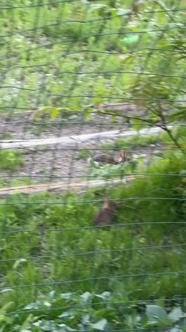 The video captures a close-up view of two rabbits through a green wire fence. The rabbits are positioned in a grassy area. The rabbit in the foreground is closer to the camera and is mostly visible, while the rabbit in the background is partially obscured by greenery and appears to be moving. The environment is natural, with dirt and plants visible beyond the fence. The lighting suggests it is daytime, likely overcast.