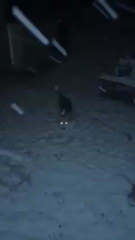 In snowy conditions during nighttime, a small dog, possibly a corgi mix due to its coloration and size, appears to be playing or exploring in the snow. The area looks like a yard or outdoor space, with dark shapes suggesting structures or objects in the background.  The dog appears to be active, running around and possibly digging in the snow. Snowfall is visible throughout the scene. The lighting is dim.