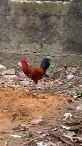 A rooster walks through a dirt yard in front of a partial brick building. A young boy, wearing only underwear, climbs on top of the rubble and leans on the brick wall to look at the rooster.