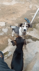 Two puppies playing on a concrete patio