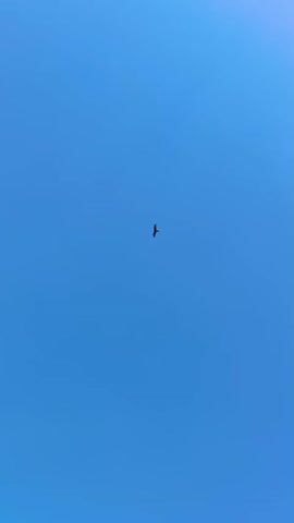 A single bird is captured in mid-flight against a clear blue sky. The bird is small in the frame, positioned slightly left of the center. Its wings appear to be spread, indicating it is soaring. The sky is a uniform, cloudless blue, suggesting a bright, possibly sunny day. There are no other objects or people visible in the frame. The camera angle is looking directly upwards.