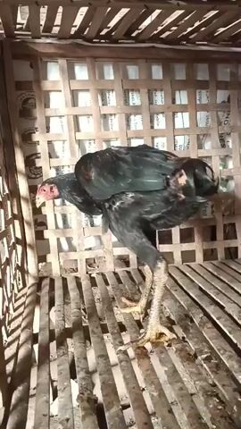 A chicken stands in a wooden enclosure. The chicken is black with iridescent green and red feathers. It has yellow legs and a red comb. The enclosure is made of wooden slats. The background is a white material with some text on it. The chicken is moving its head and body.