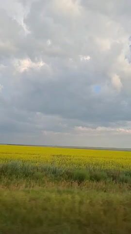 The video shows a side view of a vast yellow field of rapeseed under a cloudy sky. The field stretches to the horizon, with a strip of green grass in the foreground. The clouds are a mix of white and gray, suggesting an overcast day. The camera appears to be moving, possibly from a vehicle, as the foreground grass is blurred, indicating motion. There are no people or man-made objects visible in the frame. The environment is natural and agricultural.