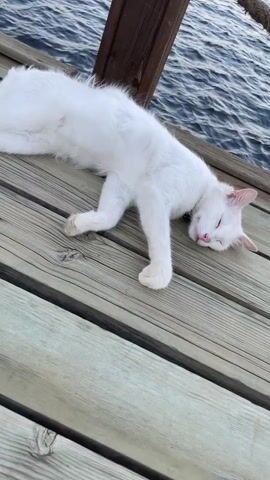 A white cat is sleeping on a wooden dock. The dock is next to the ocean. The water is blue and there are waves. There is a wooden post with a yellow sign on it. The sign has text in multiple languages. There is a rope attached to the post. In the background, there are hills and buildings.