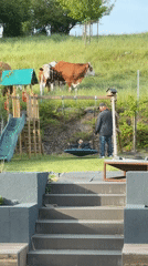 Father pushes child on backyard swing near grazing cows