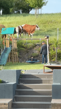 Father pushes child on backyard swing near grazing cows