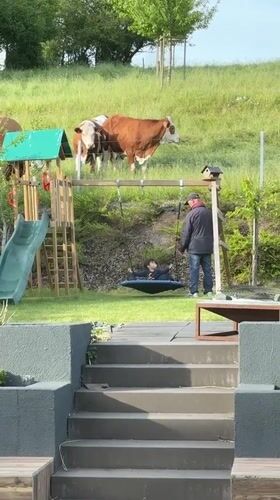Father pushes child on backyard swing near grazing cows