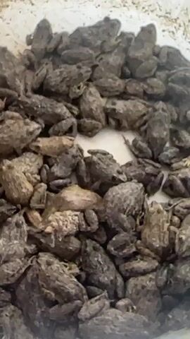 The video shows a close-up of a white container filled with numerous small, gray and brown frogs. The frogs are piled on top of each other, forming a dense layer. There is a small gap in the center of the pile where the bottom of the container is visible. The frogs appear still.