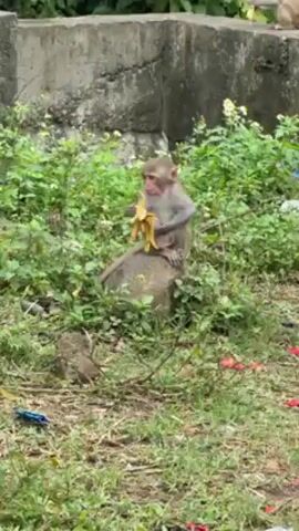 The video shows a small monkey sitting on a rock in a grassy area. The monkey is holding and eating a yellow object, possibly a banana or piece of fruit. Behind the monkey is a concrete wall and more greenery. In the background, another monkey is seen running across the top of the wall.  There is some trash on the ground in front of the monkey. The scene appears to be in a park or natural area.