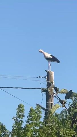 A white stork with black wing feathers stands on top of a wooden utility pole. The stork is facing right, with its head slightly tilted down. The sky is clear blue. Green trees are visible below the pole, with some of their leaves in the foreground. Power lines run horizontally across the frame. The video is static, with no camera movement.