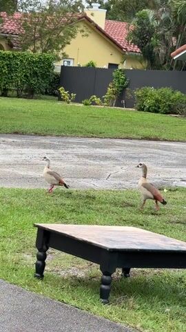 Two Egyptian geese are standing on the lawn and sidewalk near a residential street. A black coffee table with a wood top sits in the foreground. Across the street is a yellow house with a red tile roof, surrounded by green landscaping and a black fence. The sky is overcast.