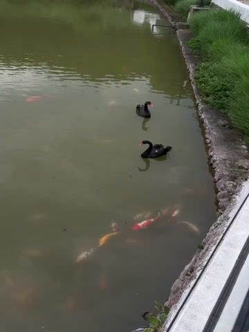 The video shows a pond with koi fish and two black swans swimming in it. The pond is adjacent to a swimming pool that is tiled in light blue. Behind the pool is a white two-story house and trees. The water in the pond is murky and green. The koi fish are orange, white, and red. The black swans have red beaks. The edge of the pond is lined with stones and grass. The video is taken from a high angle. There is background music.