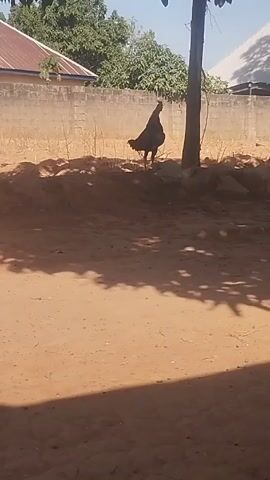 The video shows a black chicken standing on a sandy patch of ground with a low wall in the background. There is a tree trunk to the chicken's right. The ground in the foreground is also sandy, and there is some shade cast on it, presumably from the tree. Beyond the wall are some trees and rooftops of buildings. The sky is visible at the top of the frame and appears clear. The chicken remains still for most of the video. There is a crowing sound at the beginning of the video, likely from the chicken.