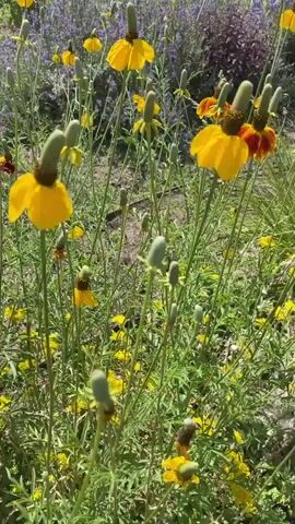 This media file is a video showcasing a field of wildflowers. The primary subjects are the flowers themselves, predominantly bright yellow varieties with distinctive cone-shaped centers and red-orange accents on some. Numerous stems hold these flowers aloft, creating a vibrant, textured display. Smaller, yellow flowers are also visible interspersed amongst the taller blooms, adding further depth to the floral landscape. In the background, a patch of purple flowers adds a contrasting color element, suggesting a diverse and well-established garden or natural meadow.

The video captures the gentle movement of the flowers, indicating a light breeze. The sunlight appears bright, suggesting a daytime setting, likely during pleasant weather conducive to outdoor flora. The overall atmosphere is one of natural beauty and tranquility. There are no people or discernible objects other than the plants.

The scene is consistent with an outdoor natural setting, possibly a meadow or a cultivated garden designed to attract pollinators, given the abundance of flowering plants. The visual information does not provide specific cues for time of day beyond daylight, nor does it offer explicit location details beyond what might be inferred from the types of flowers. No text is visible in the media file. The overall impression is a peaceful, sun-drenched moment in nature.