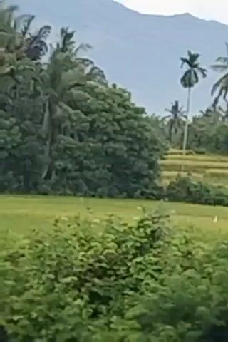 The video shows a scenic rural landscape. In the foreground, there are green fields, possibly rice paddies, with some white birds visible. In the middle ground, there are more terraced fields with crops and several tall palm trees. Behind the trees, a large transmission tower stands tall against a hazy sky. In the background, there are mountains. The camera appears to be moving, possibly from a vehicle, as the landscape pans.