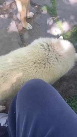 The video opens with a blurred shot of a person's legs in blue jeans and a pair of dark shoes, sitting at what appears to be a wooden picnic table. Next to the person is a white plastic bag. To the left of the table, there's a patch of ground with some vegetation and an out-of-focus tan animal. The camera then shifts to show two large dogs, one tan and one white, walking on a stone path. As the camera pans up, it reveals a grassy park-like setting under a clear blue sky. The scene includes several green trees casting shadows on the grass. In the background, there's a building with a staircase leading down to a lower level. Two people are sitting on a bench nearby. The video ends focused on the building, the two people on the bench, and the green trees.
