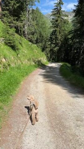 A small, light brown poodle walks on a leash down a dirt path in a forest. The dog is wearing a harness and is being led by an unseen person. The path is surrounded by tall green trees and grass. The sun is shining and the sky is blue with some clouds. The path curves to the right as it goes up a hill.