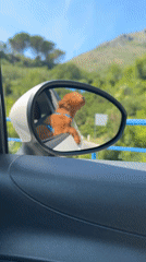 Dog enjoys car ride with head out window