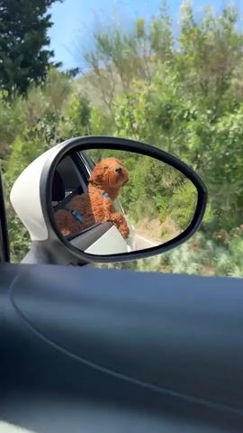 A brown dog with a blue harness is leaning out of a car window, with its head turned upwards and its ears flopping in the wind. The dog's face is visible in the car's side mirror, which is reflecting the dog and the green, tree-filled landscape behind the car. The car interior, including a black door panel, is visible in the foreground. The sky is blue with some clouds.