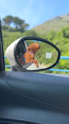 Dog enjoys car ride with head out window
