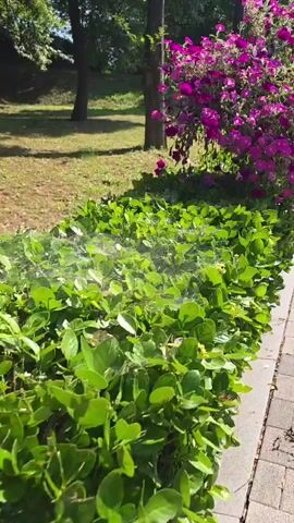 The video shows a slow pan of a park walkway bordered by a low green hedge with vibrant pink petunias blooming above it. To the left of the walkway, grass and trees are visible. The walkway is paved with light-colored cobblestones.
