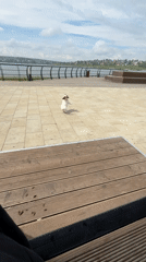 Morning dog walk at Lysva waterfront park