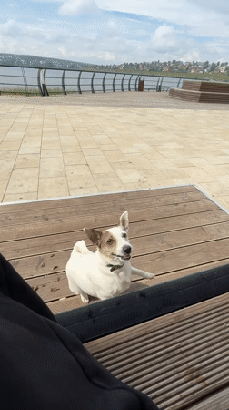 Morning dog walk at Lysva waterfront park