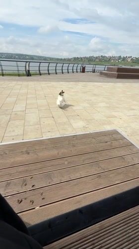 Morning dog walk at Lysva waterfront park