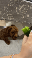 Poodle offered cucumber snack by owner in Sofia apartment