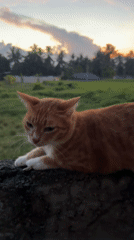 Cat and sunset captured in Tampaksiring village scenes
