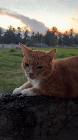 Cat and sunset captured in Tampaksiring village scenes