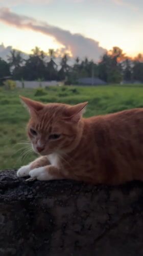 Cat and sunset captured in Tampaksiring village scenes