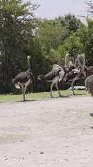 Ostriches and giraffes observed at Puebla wildlife facility