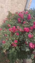 Dark pink climbing roses bloom against stone wall