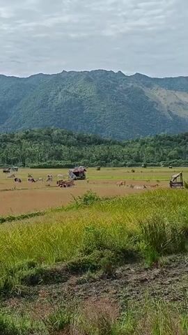 The video captures a wide landscape view of a rural area. In the foreground, there is tall green grass and some dry, tilled earth. Beyond this, a vast, flat field stretches out, appearing to be a harvested rice paddy with a golden-brown hue. Several cows are scattered across this field, some standing and others grazing. A few small, simple structures, possibly sheds or small huts, are visible within the field. In the mid-ground, a cluster of trees forms a green band. In the background, a large, verdant mountain range dominates the horizon, its slopes covered in lush vegetation. The sky above is overcast with pale clouds. The overall impression is one of a peaceful, agricultural countryside with mountains in the distance.