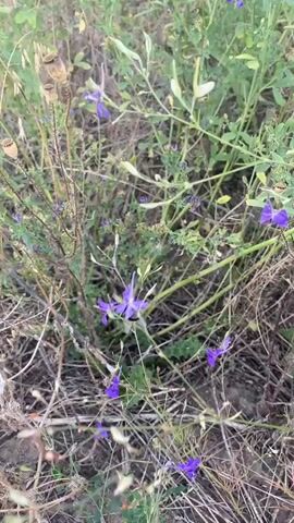 The video shows a close-up of purple wildflowers growing in dry grass. A bee flies in and lands on one of the flowers. The camera is shaky and the focus is not sharp. The lighting is natural, suggesting it is daytime.