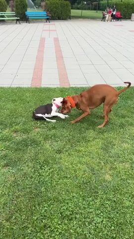 The video shows two dogs playing on a grassy area next to a paved walkway. A brown dog and a black and white dog are wrestling. The brown dog rolls onto its back and then gets up. The black and white dog jumps on top of the brown dog. In the background, there are park benches and trees.