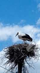 White stork observed nesting atop utility pole with shoe