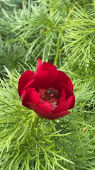 Spring garden activity documented in Novopokrovskaya, Russia