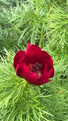 Spring garden activity documented in Novopokrovskaya, Russia