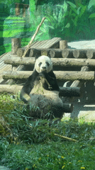 Morning zoo visit captures panda feeding, leopard walking in Moscow