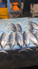 Fresh fish market operations documented in Lhokseumawe, Indonesia