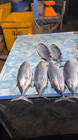 Fresh fish market operations documented in Lhokseumawe, Indonesia