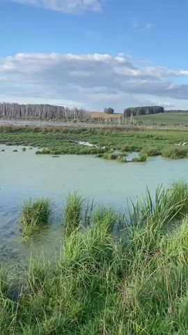 The video displays a tranquil natural landscape. In the foreground, lush green grass and reeds line the edge of a body of water. The water itself is partially covered with a green algal bloom, with patches of clear water reflecting the blue sky and white clouds above. In the middle ground, more reeds and vegetation grow, separating the foreground water from a larger body of water in the background. This larger body of water is lined with a dense forest of slender, leafless trees, likely birch, which stand stark against the horizon. Beyond the treeline, rolling hills stretch into the distance, under a clear blue sky dotted with fluffy white clouds. The overall impression is one of a serene, undisturbed wetland environment during daylight. No people or animals are visible.