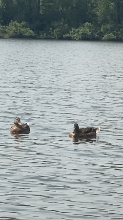Lakeside morning in Novokuznetsk: ducks, wildflowers, campfire, paddleboard