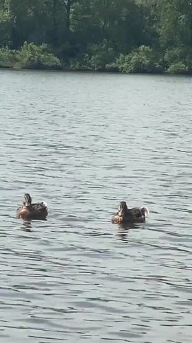 Lakeside morning in Novokuznetsk: ducks, wildflowers, campfire, paddleboard