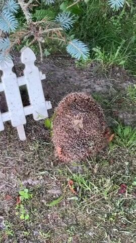 A hedgehog is curled into a ball next to a small white picket fence. The hedgehog is brown with spikes all over its body. It is surrounded by grass and dirt. A small evergreen tree is also visible in the background.