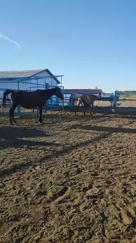 The video shows a group of horses in a dirt paddock on a sunny day. The horses are of various colors and breeds. The paddock is enclosed by a blue fence. In the background, there is a white building with a blue roof. The sky is clear and blue. The horses are standing around, some are grazing, and others are interacting with each other. The camera pans across the paddock, capturing the horses and their surroundings.