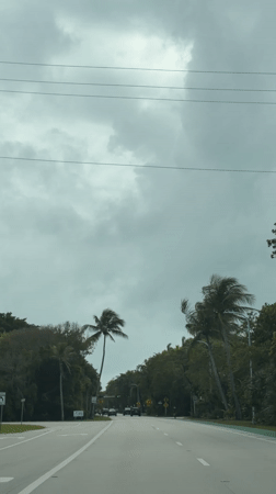 Driver records tree-lined road in Key Biscayne under overcast skies